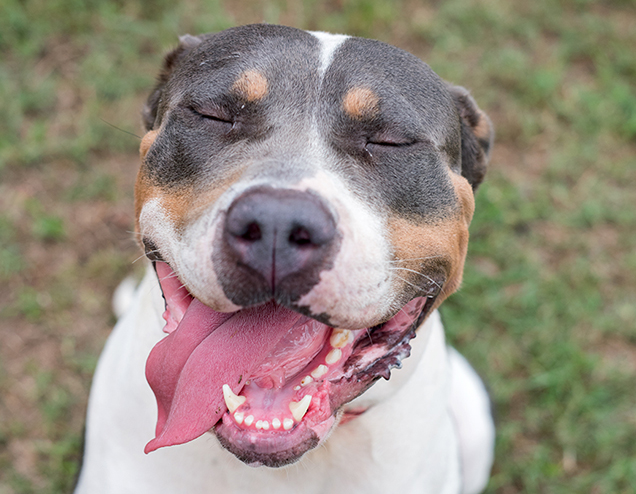 Happy Harper in her new home after being rescued